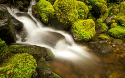 Vom Datenstrom zur grünen Welle: wie man Digitalisierung und Nachhaltigkeit verbindet